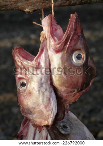stockfish, dried cod