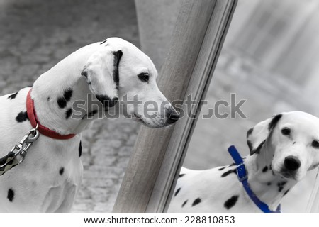dog watching himself in the mirror