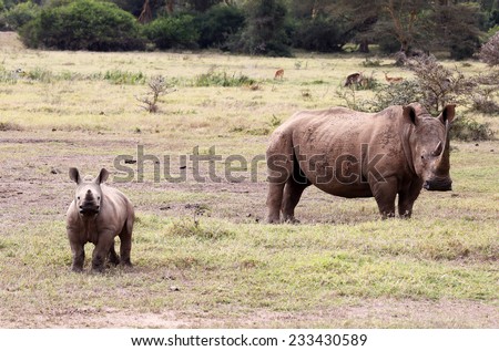 rhino mother with child