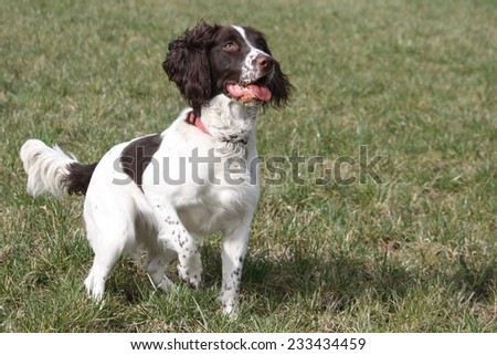 a working type english springer spaniel in a field