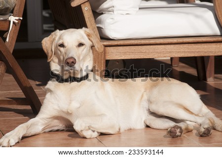 Female labrador dog relaxing on autumn sun lit porch