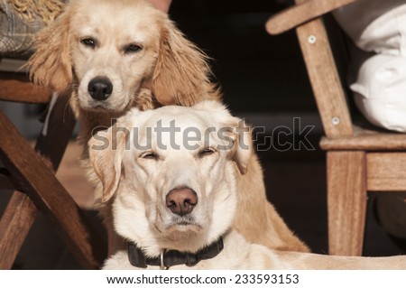 Two dogs relaxing on lit autumn sun lit porch