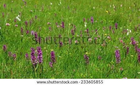 Alpine meadow with Alpine Dactylorhiza