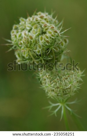 Green withered plant on blurred background