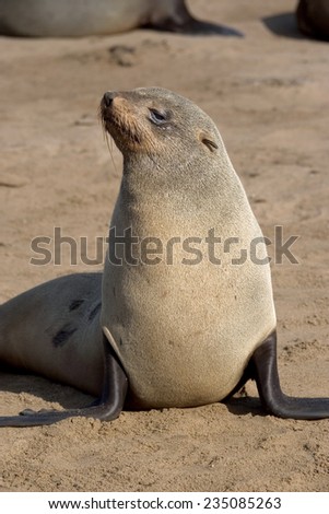 Arctocephalus pussilus, Cape Fur Seal, South African Fur Seal