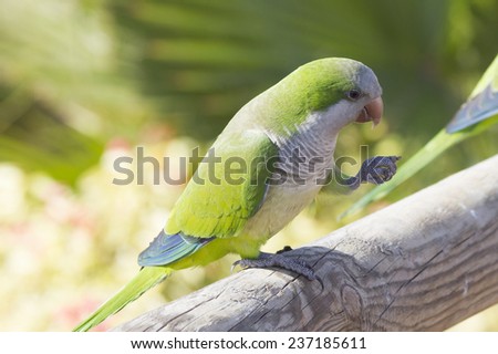 Monk Parakeet  (Myiopsitta monachus)