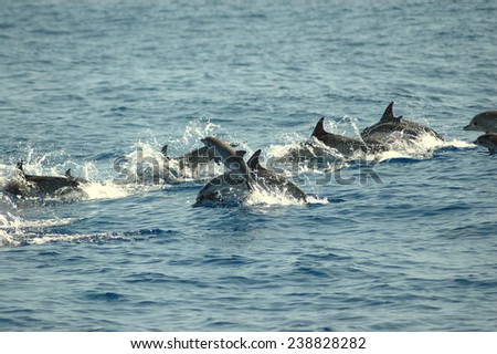 jumping Dolphins