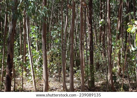 Eucalyptus forest in Africa