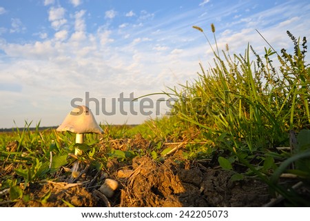White Mushroom at the field edge