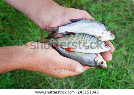 The caught catch of fish in hands at the fisherman