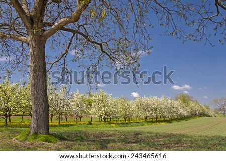 Fruit tree plantation