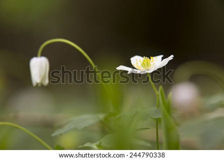 wood anemone, Anemone nemorosa