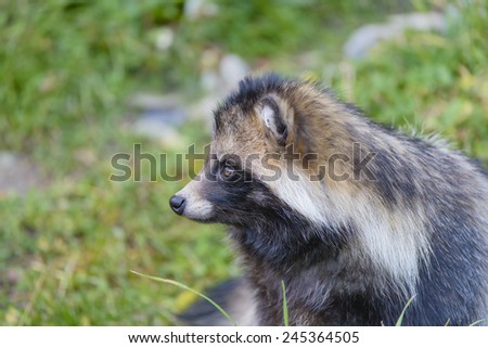 European Raccoon Dog, Nyctereutes procyonoides