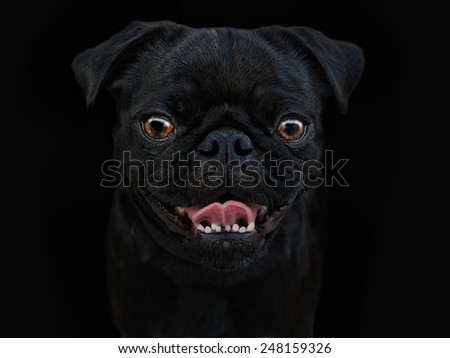 black dog on dark background