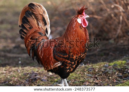 Cock in the chicken run