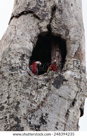 macaws in a tree hole