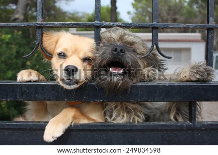 dogs behind a fence