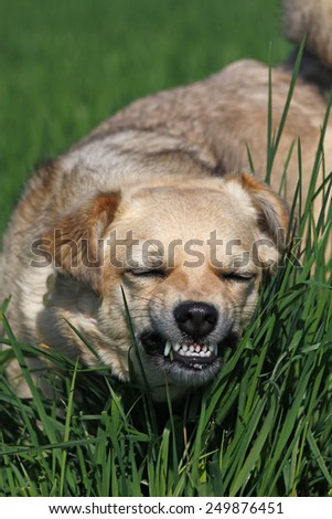dog eating grass