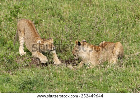 two young lions