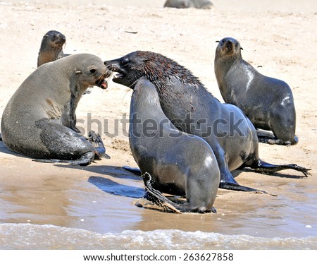 Seals on the Skeleton Coast, Africa