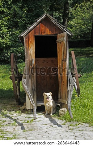 dog in front of a shepherd cart