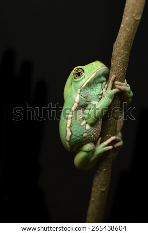 Waxy monkey frog (phyllomedusa sauvagii)