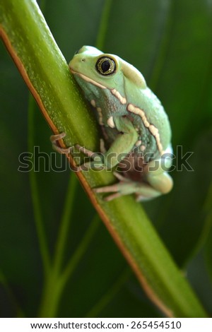 Waxy monkey frog (phyllomedusasauvagii)