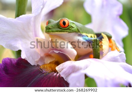 agalychnis callidryas monkey frog