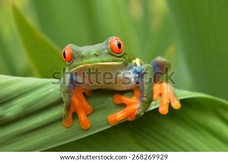 agalychnis callidryas monkey frog