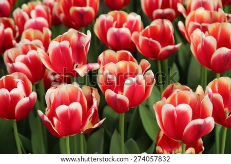 Red white Tulips