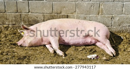 pink female pig sleeping in sunshine