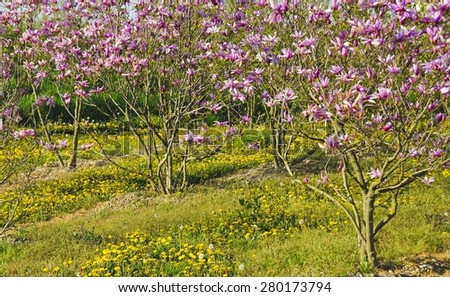 purple magnolia bushes and yellow dandelions