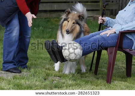 animal-assissted therapy