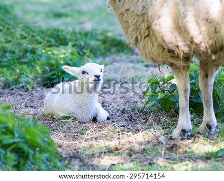 Lying lamb with legs of mother sheep