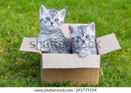 Young cats in cartboard box on grass