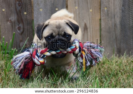 pug playing in the grass with a chew toy