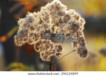 Back light thistle with fall colors in a field