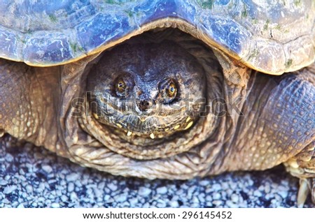 Close up of a scally snapping turtle in his shell