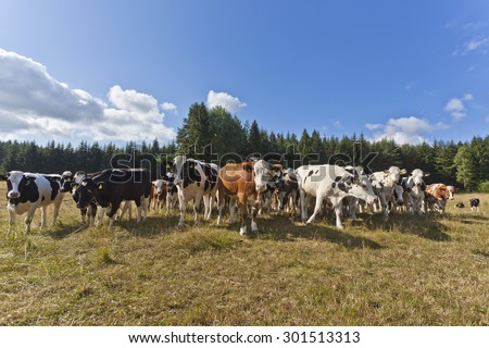 cow herd