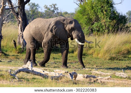 Male elephant on dead tree Iceland in the Moremi Game Reserve