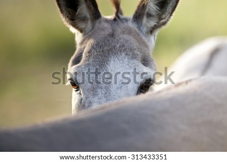funny donkey looks over his friends back