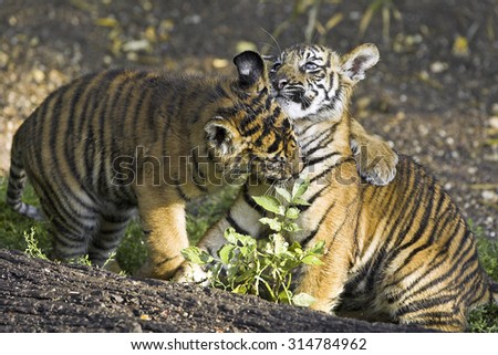 Sumatratiger, Sumatra-Tiger, Jungtiere spielen, cubs playing, Panthera tigris sumatrae, Sumatran Tiger
