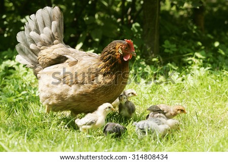 Haushuhn mit Kueken, Domestic fowl, Poulet, Hen, Henne, female, Farm Chicken, Gallus gallus domesticus, Huhn