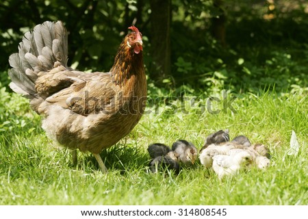Haushuhn mit Kueken, Domestic fowl, Poulet, Hen, Henne, female, Farm Chicken, Gallus gallus domesticus, Huhn