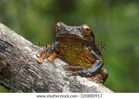 Surinam golden-eyed tree frog