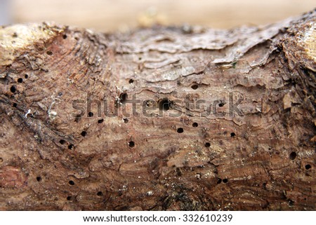 wood worm