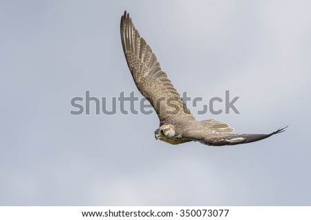 Saker Falcon, Falco cherrug