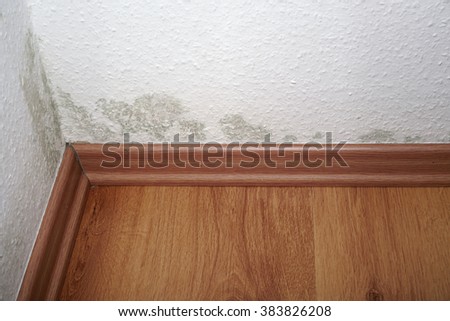 mold in a rented apartment