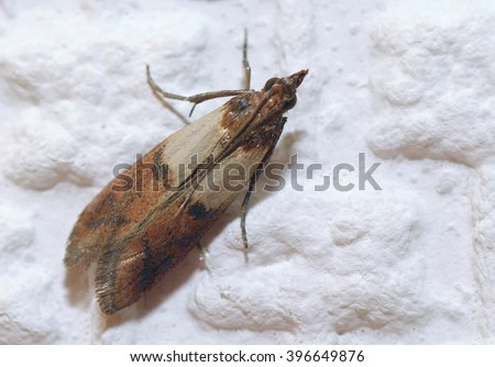 Indian meal Moth