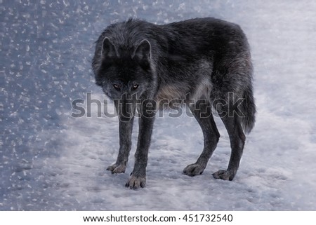 The Black Wolf, female